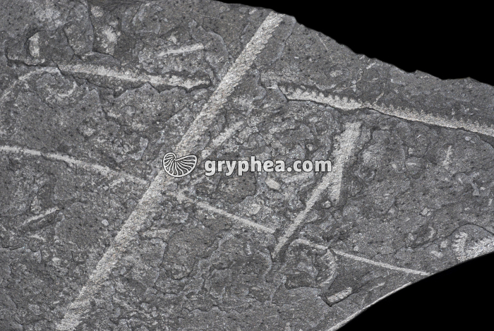 Graptolites - gryphea.org